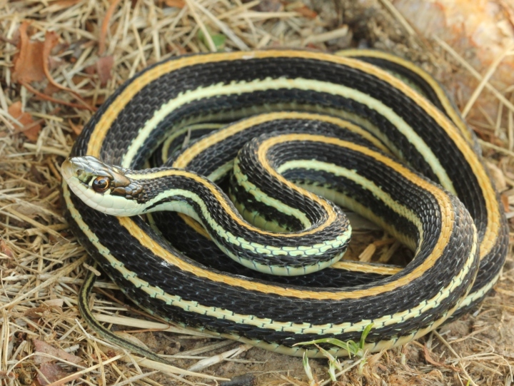 Western Ribbon Snake